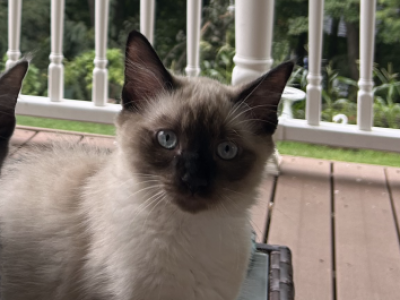 White And Gray Male Kitten - Domestic - Gallery Photo #1