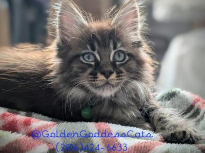 Titan - Maine Coon - Gallery Photo #1