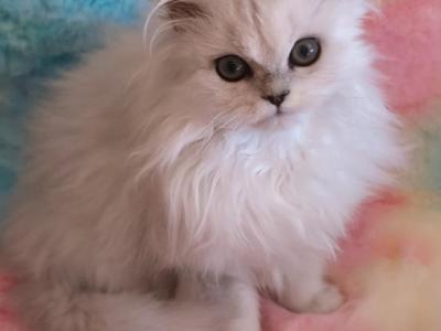 Lucy Dearheart Silver Chinchilla Persian - Persian - Gallery Photo #1