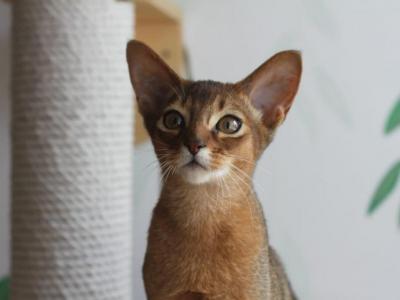 Charlie - Abyssinian - Gallery Photo #1