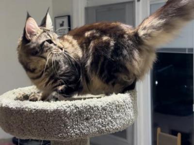 Britni WCF Registered Miami - Maine Coon - Gallery Photo #1