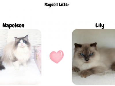 TICA & TCA Registered Ragdoll Expected Litters - Ragdoll - Gallery Photo #1