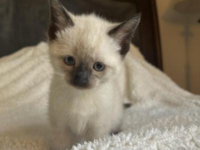 White Female Kitten - Domestic - Gallery Photo #1