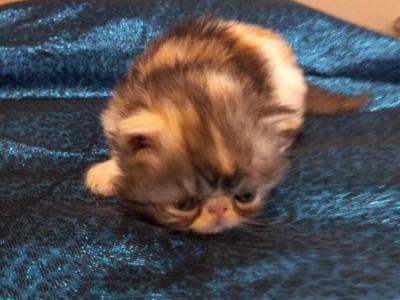 RESERVED Calico Female - Persian - Gallery Photo #1