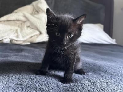 Black Female Kitten - Domestic - Gallery Photo #1