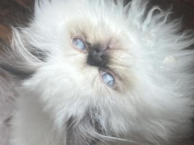 Himalayan Persian Kittens And Adults - Himalayan - Gallery Photo #1