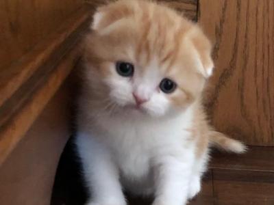 Pumpkin1 - Scottish Fold - Gallery Photo #1