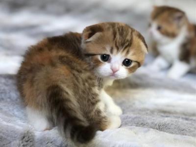 Paprika - Scottish Fold - Gallery Photo #1