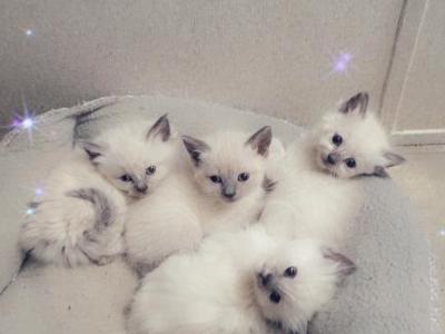 Ragdoll Siamese Kittens - Ragdoll - Gallery Photo #1