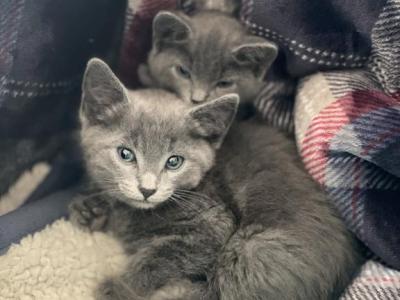 5 Kittens - Russian Blue - Gallery Photo #1