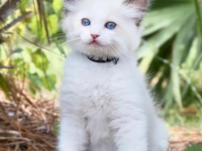 Ragdolls Of Brevard Kittens - Ragdoll - Gallery Photo #1