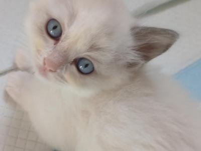 Purrfect Kittens - Ragdoll - Gallery Photo #1