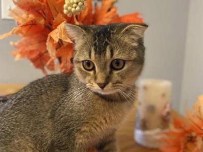 Scottish Fold Gold Female - Scottish Fold - Gallery Photo #1