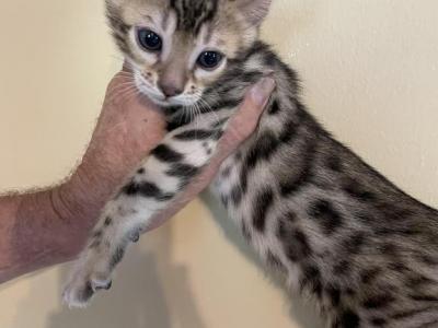 SBT Male Bengals - Bengal - Gallery Photo #1