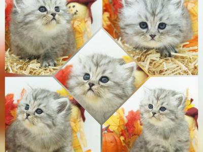 Apollo - Persian - Gallery Photo #1