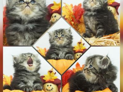 Willow - Persian - Gallery Photo #1