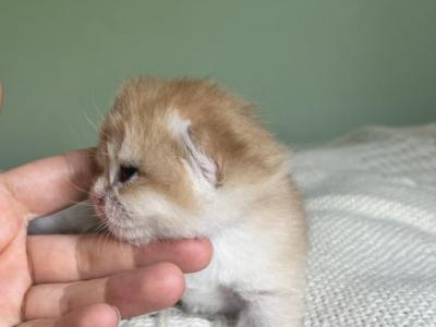 Golden British Kittens - British Shorthair - Gallery Photo #1