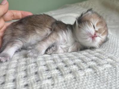 Golden Longhair British Kitten - British Shorthair - Gallery Photo #1