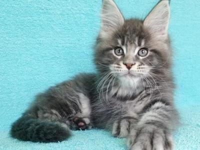 Leo - Maine Coon - Gallery Photo #1