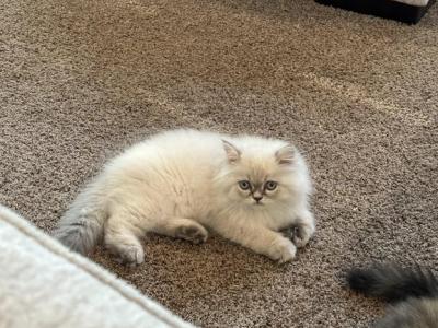 Male Blue Cream Point Doll Face Persian - Persian - Gallery Photo #1