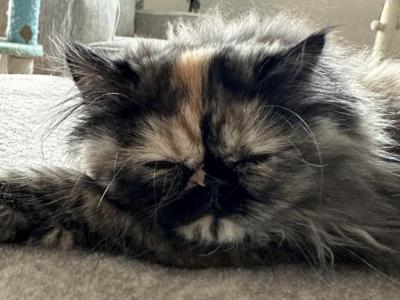 Female Tortoiseshell Persian - Persian - Gallery Photo #1