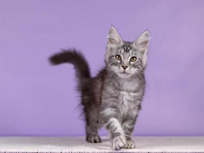 Simona - Maine Coon - Gallery Photo #1