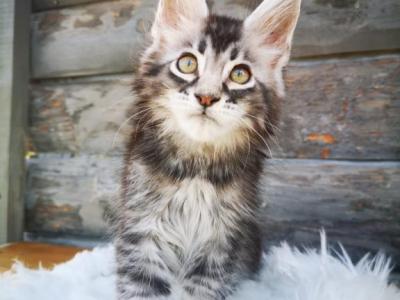 Smoky - Maine Coon - Gallery Photo #1