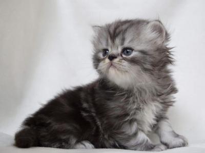 Toby - Persian - Gallery Photo #1