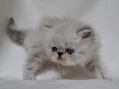 Cooper - Persian - Gallery Photo #1