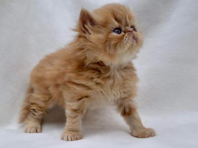 Chester - Persian - Gallery Photo #1