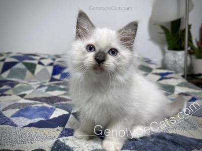 Adrian - Ragdoll - Gallery Photo #1