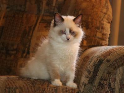 Mountain - Ragdoll - Gallery Photo #1