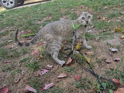 Bengal Kittens - Bengal - Gallery Photo #1