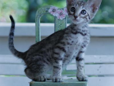 Savannah Kittens - Savannah - Gallery Photo #1