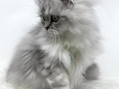 Dollface Persian Kitten - Persian - Gallery Photo #1