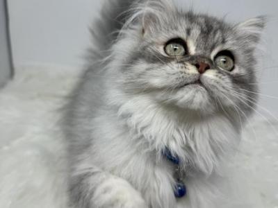 Dollface Persian Kitten - Persian - Gallery Photo #1