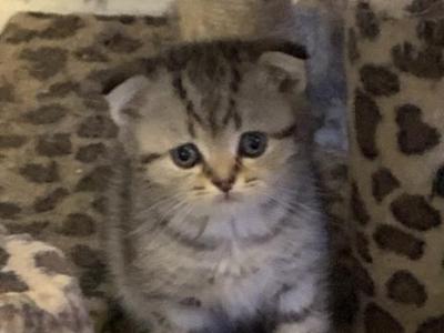 Tiger Cubs - Scottish Fold - Gallery Photo #1