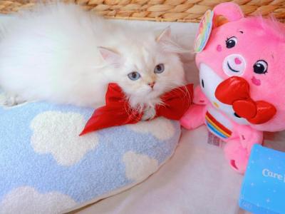 British Longhair White Blue Eyes Color Point - British Shorthair - Gallery Photo #1