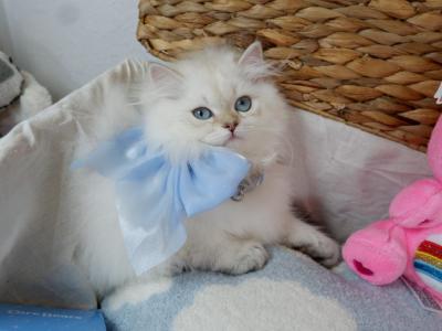 White Silver With Blue Eyes British Longhair - British Shorthair - Gallery Photo #1