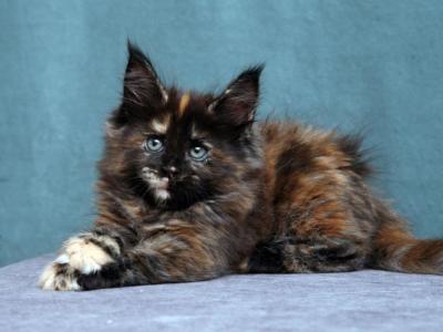 Fiffa - Maine Coon - Gallery Photo #1