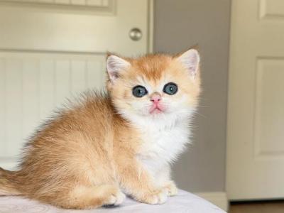 Golden Shaded Boy - British Shorthair - Gallery Photo #1