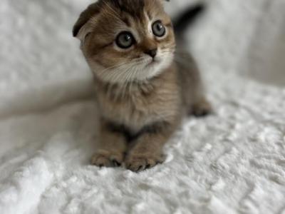 Kitty - Scottish Fold - Gallery Photo #1