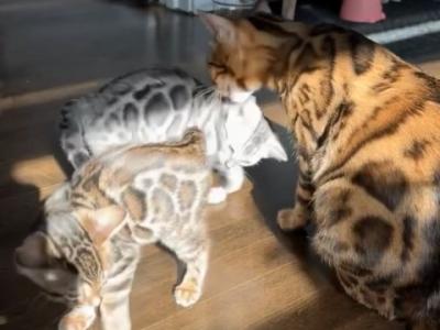 Nala's Litter - Bengal - Gallery Photo #1