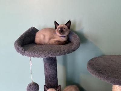 Jack - Siamese - Gallery Photo #1