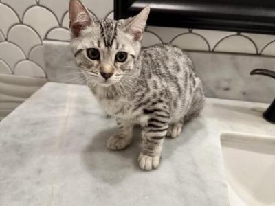 Female Silver Bengal - Bengal - Gallery Photo #1