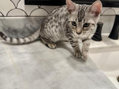 Male Silver Bengal Kitten - Bengal - Gallery Photo #1