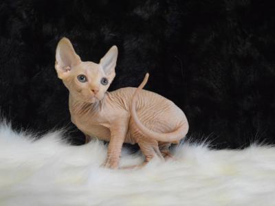 Sphynx Kitten - Sphynx - Gallery Photo #1