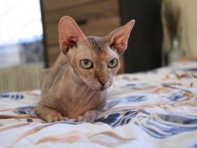 CLEOPATRA - Sphynx - Gallery Photo #1