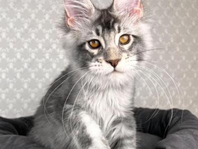 ZENON - Maine Coon - Gallery Photo #1