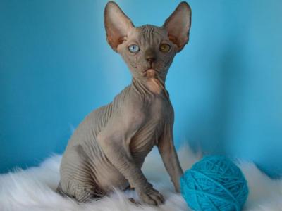 Sphynx Kitten DBE - Sphynx - Gallery Photo #1